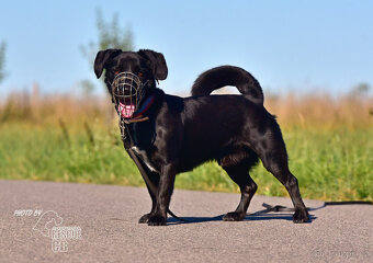 Opuštěný Dasty hledá nový domov - 5