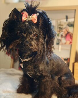 jorkšírský teriér fenka s PP - 5