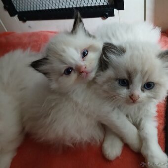 Ragdoll koťátka s PP - 5