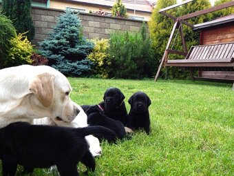 Štěňátka labradorský retriever s PP - labrador s PP - 5