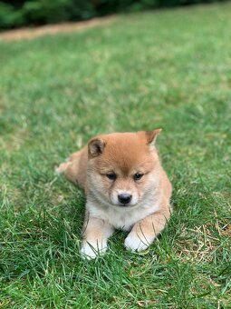 Shiba inu - 5