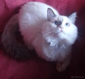 Ragdoll koťátka - 5
