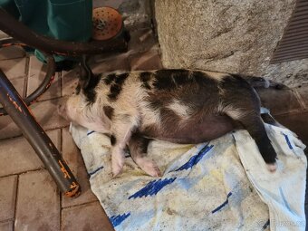 Kune Kune - 5