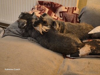 Knírač malý pepř a sůl s PP - 5