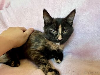 Mainská křížená koťátka - 5