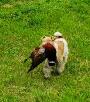 Foxteriér drsnosrstý s PP - 5