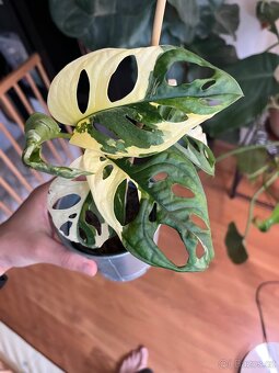 Monstera Adansonii Variegata - 5