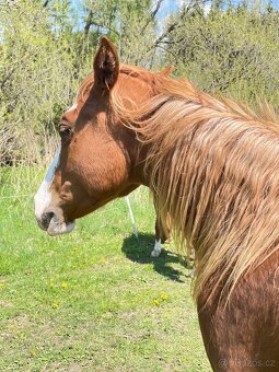 Valášci PH a QH - 5
