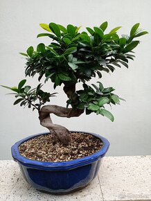 Fíkovník maloplodý bonsai - 5