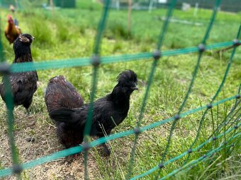 Kohouti - Ayam cemani, holandská zdr., araukana, kropenka - 5