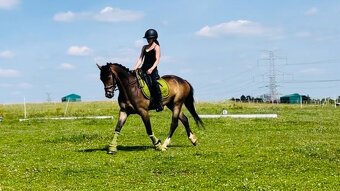 Sportovní pony B - 5