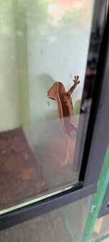 Pagekon řasnatý(Rhacodactylus ciliatus) - 5