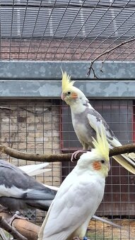 Korely chocholaté - 5