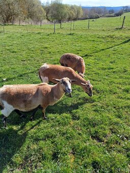 Ovce Kamerunská - 5