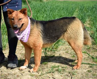 NORMA K ADOPCI- 2 ROKY, KLIDNÁ, NENÁROČNÁ,ODDANÁ - 5