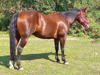 Prodám klisnu QH - 5