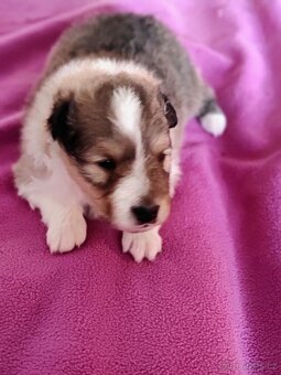 Šeltie - sheltie pejsci - 5