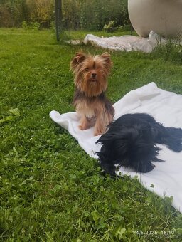 Yorkshire(yorkšírský teriér)terrier color s pp - 5