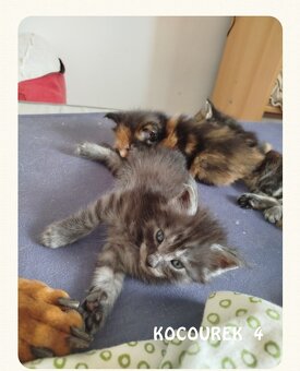 Mainská mývalí koťátka - 5