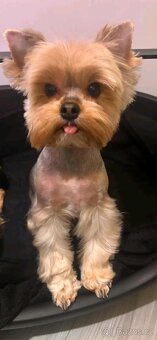 Jorkšírský teriér Yorkšírský teriér fenka s pp - 5