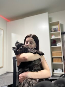 Krytí havanským psíkem - 5