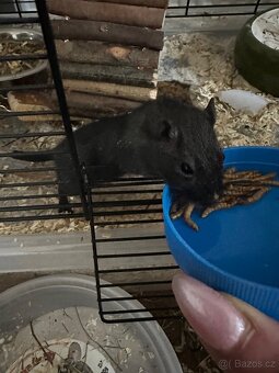 Daruji piskomilky - 5