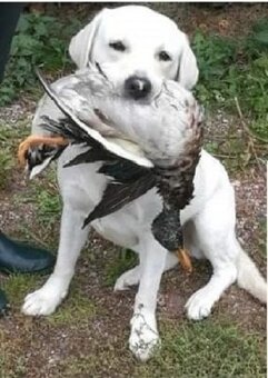 Labrador smetanová fenka s PP - 5