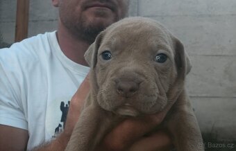 American Bully - ch.s Family Muscle Bullies - 5