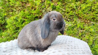 Zakrslý beránek, králíček, králík - PATRIK - 5