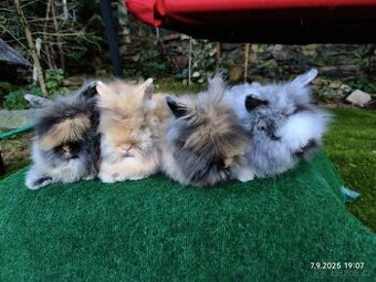 Teddy králíčci mláďata nové vrhy - 5