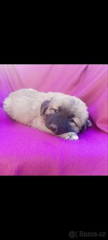 Kavkazský pastevecký pes - 5