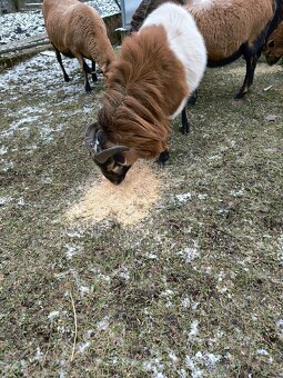 Kamerunský beránek - 5