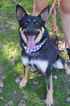 Janot hledá domov - 5