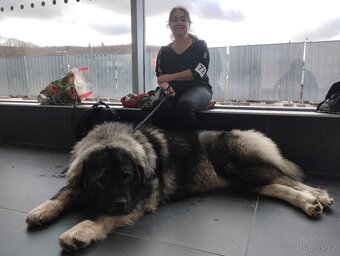 Kavkazský pastevecký pes - krytí fen s PP - 5