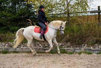 Líbivá connemara klisna do sportu - 5