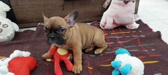 Francouzský buldoček - 5