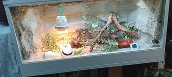 Terárium - 5