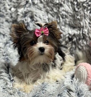 Biewer jork(Yorkshire)terier- fenka s pp - 5