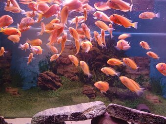 Tropheus Red Bishop - 5
