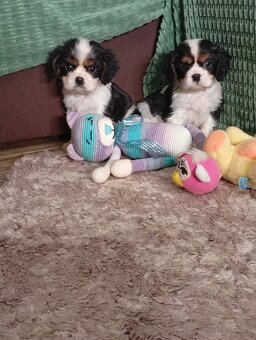 Cavalier, kavalier, cavalier king charles spaniel - 5
