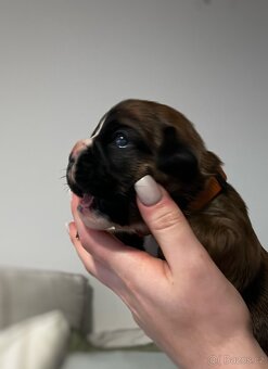 Německý boxer - Full european FCI pedigree - 5