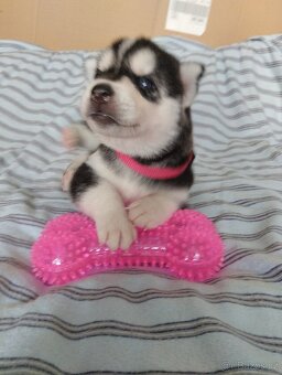 sibiřský husky štěně štěňata štěňátka - 5