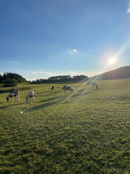 Ošetřovatel koní - 5