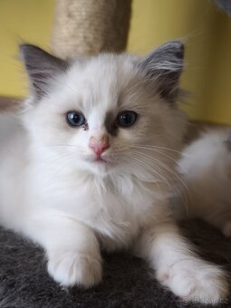 Ragdoll bez PP - 5