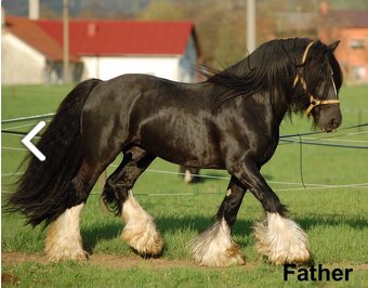 Irsky cob kobyla 2 roky - 5