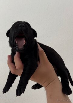 Bandog / Americky bandog - 5