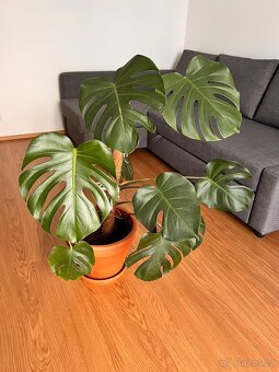 Monstera - 5