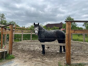 Klisny Percheron - 5