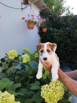 Jack Russell terier - 5