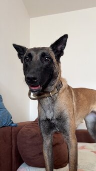 Belgický ovčák Malinois s PP - 5